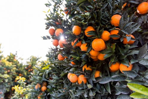 来自新奇士的鲜橙狂欢，就在广州华润万家