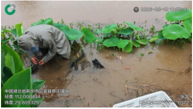 中国人寿财险湖北省分公司全力做好强降雨天气农业防灾减灾工作